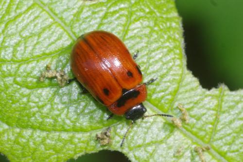 Gonioctena viminalis